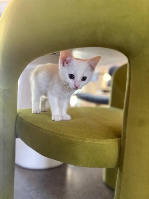 Lil Boop, an adopted Domestic Short Hair in Hillsboro, OR image 3/4