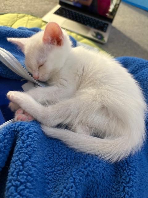 Lil Boop, an adopted Domestic Short Hair in Hillsboro, OR image 4/4