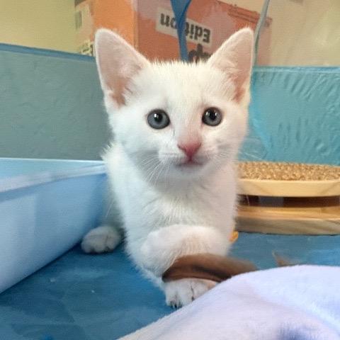 Lil Boop, adopted, Kitten Female Domestic Short Hair.