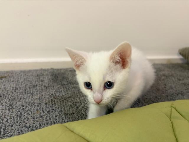 Lil Boop, an adopted Domestic Short Hair in Hillsboro, OR image 2/4