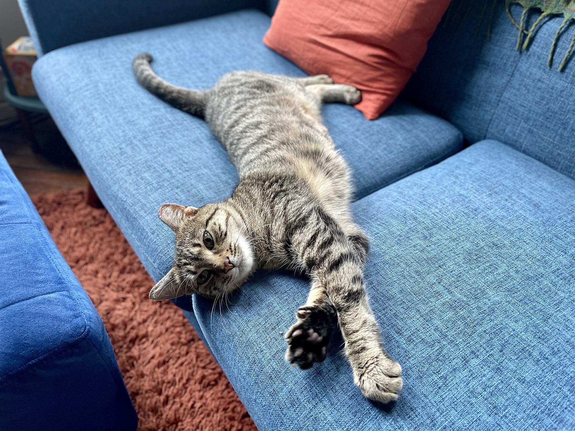 Enlarge Darla Darling, an adopted Domestic Short Hair in Philadelphia, PA image 6/6