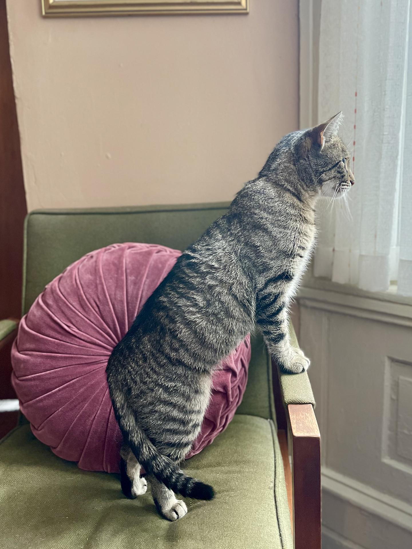 Enlarge Darla Darling, an adopted Domestic Short Hair in Philadelphia, PA image 5/6