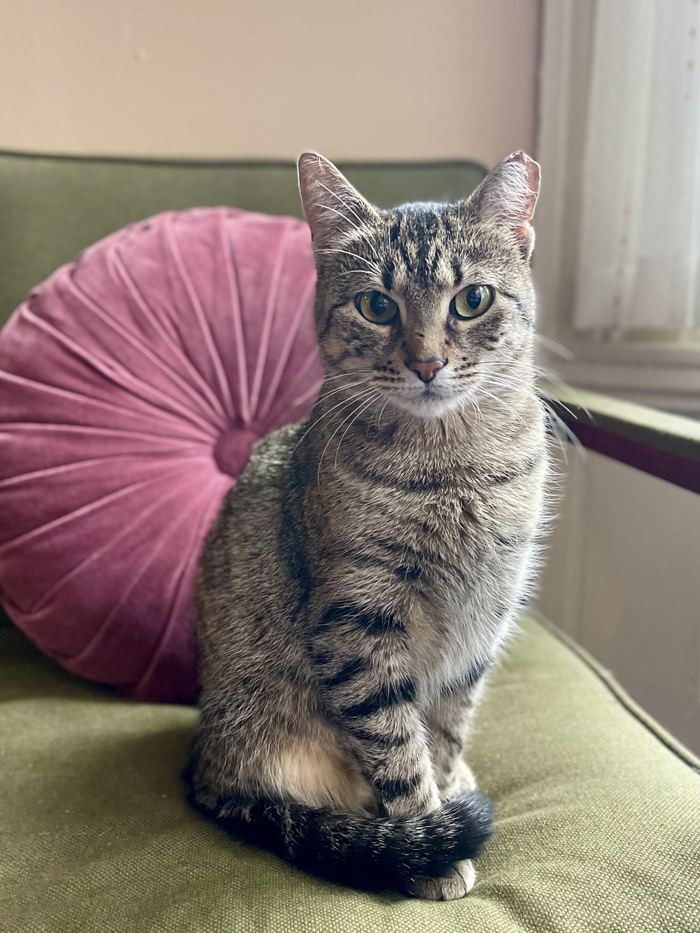 Darla Darling, adopted, Young Female Domestic Short Hair.