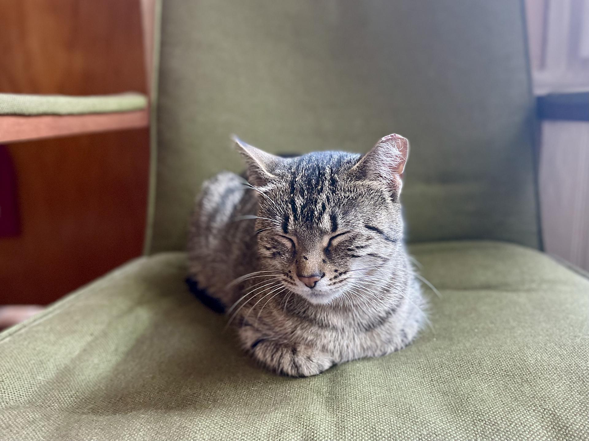 Enlarge Darla Darling, an adopted Domestic Short Hair in Philadelphia, PA image 2/6