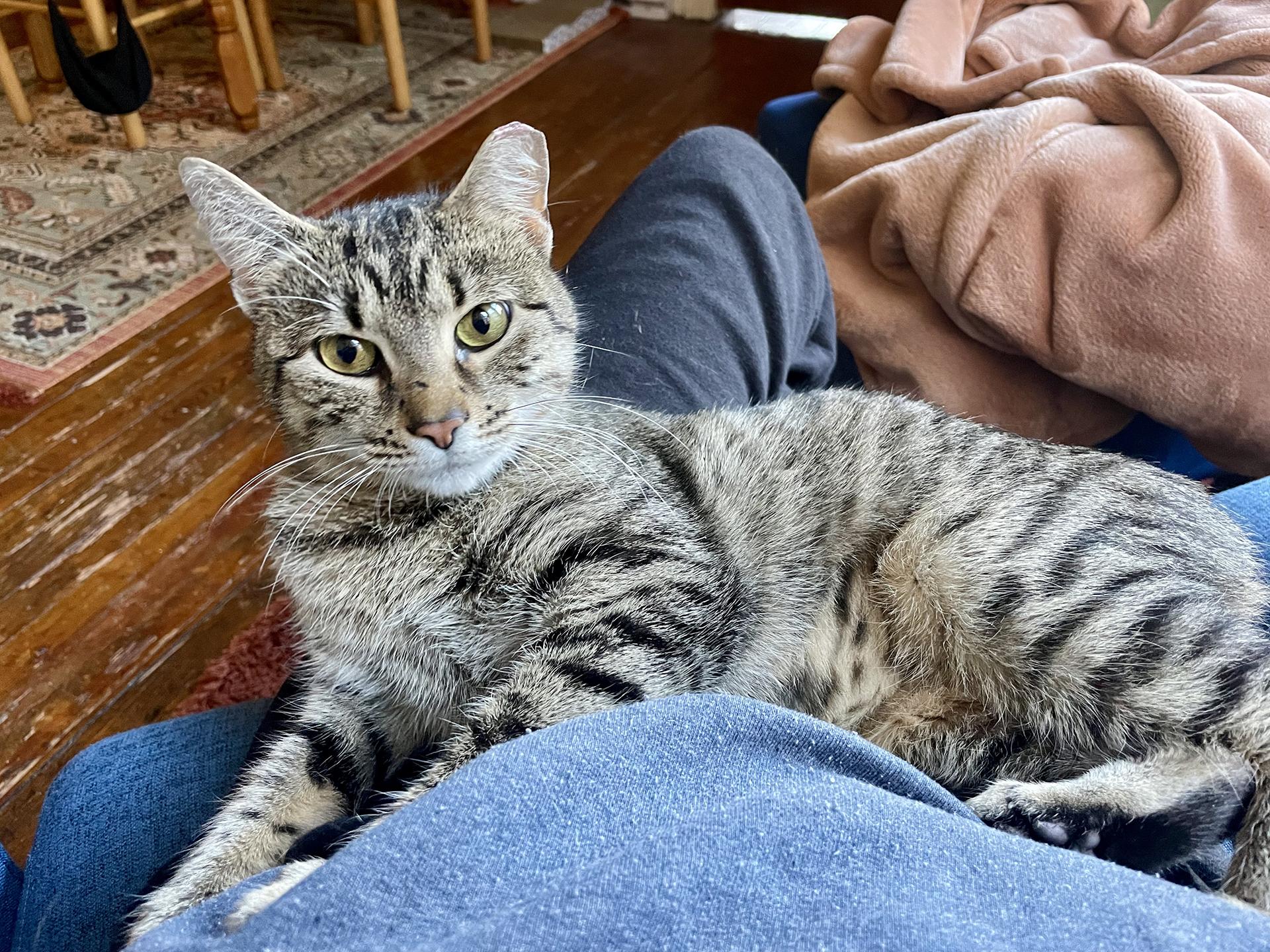 Enlarge Darla Darling, an adopted Domestic Short Hair in Philadelphia, PA image 3/6