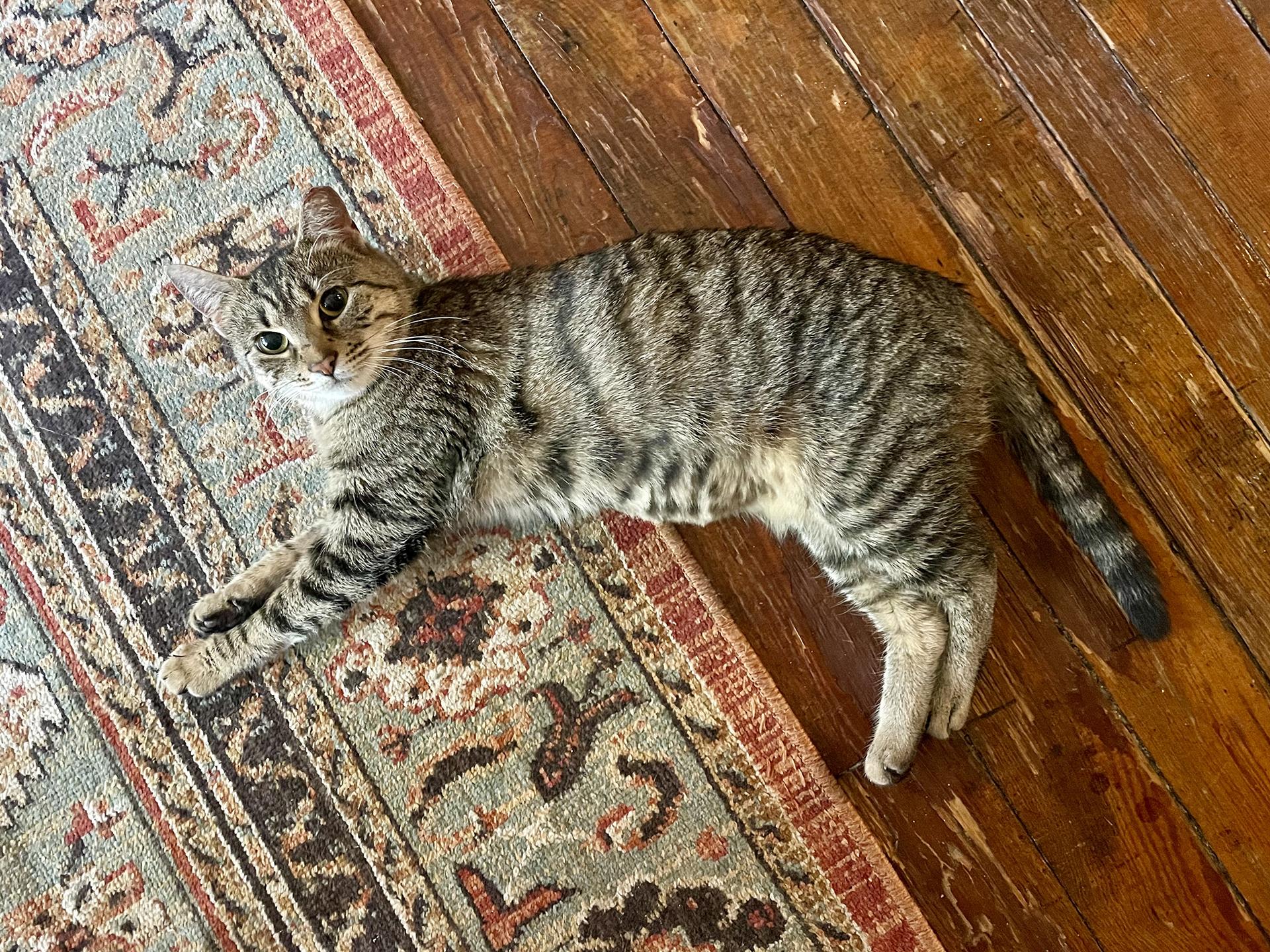 Enlarge Darla Darling, an adopted Domestic Short Hair in Philadelphia, PA image 4/6