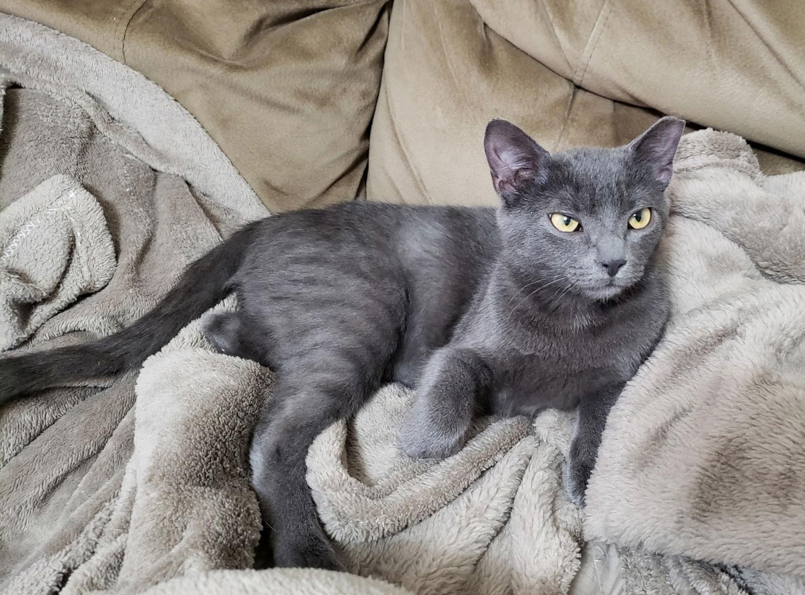 Fenris, Adopted, Young Female Domestic Short Hair.