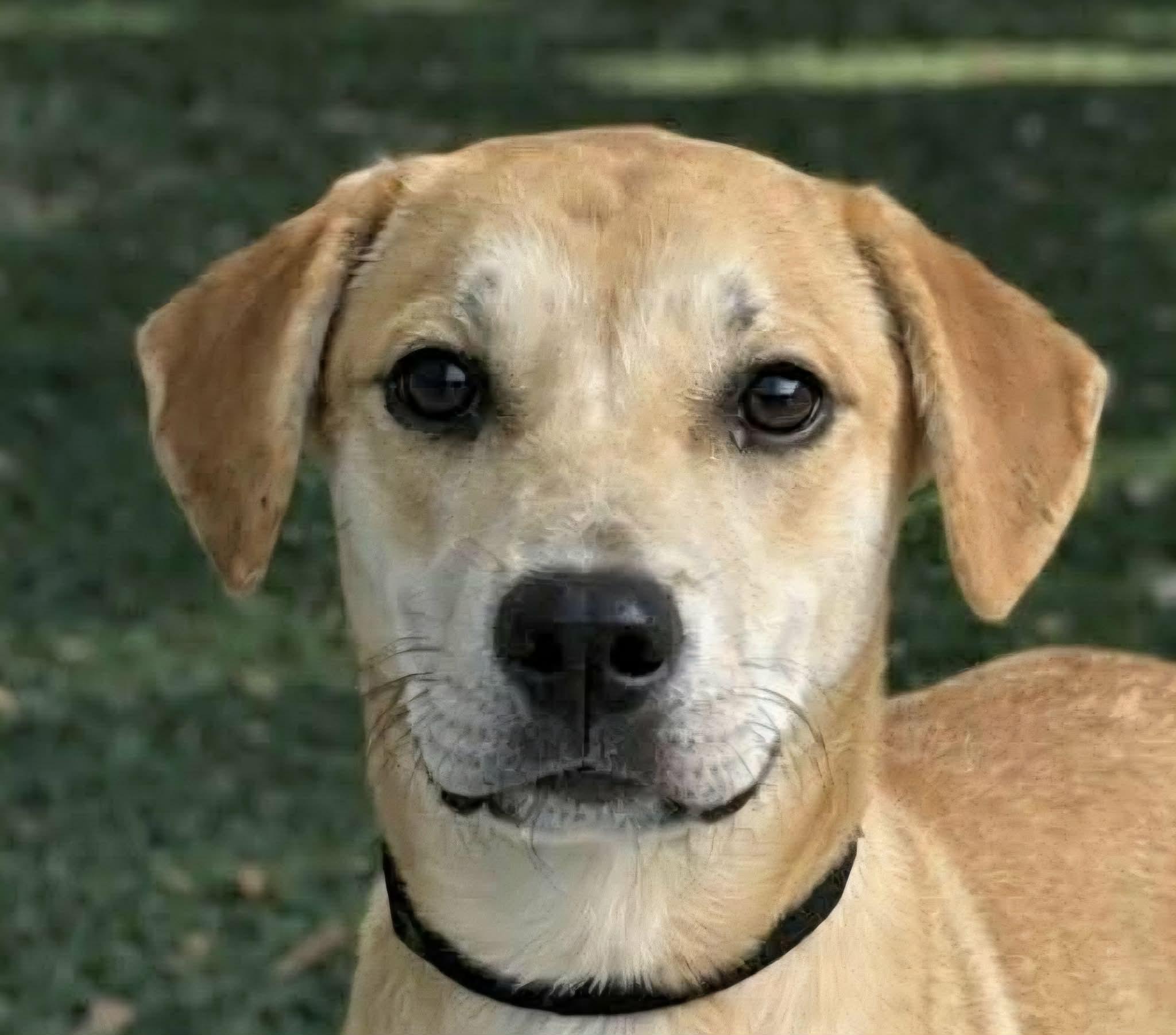 Enlarge Firenze, a ADOPTABLE mixed breed in Newport, TN image 1/2