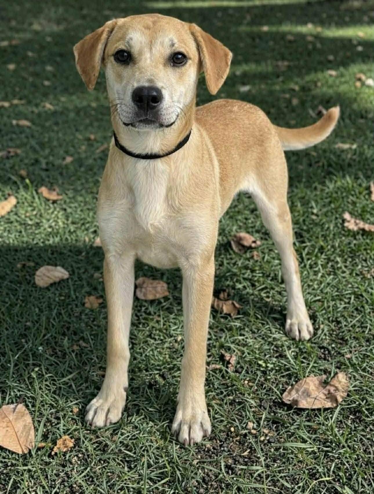 Enlarge Firenze, a ADOPTABLE mixed breed in Newport, TN image 2/2