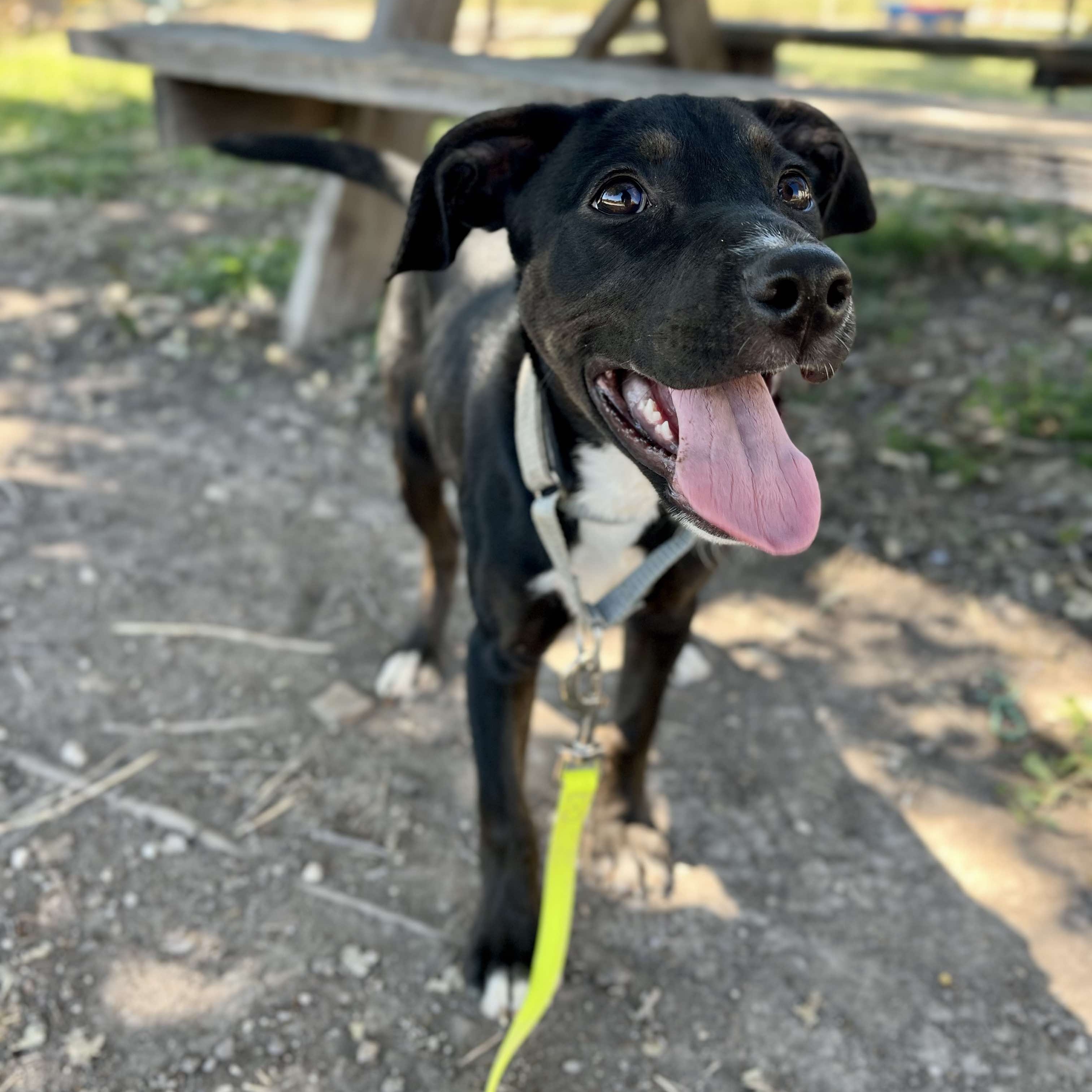 Dog for adoption Sybil, a Labrador Retriever in Albany, NY Petfinder