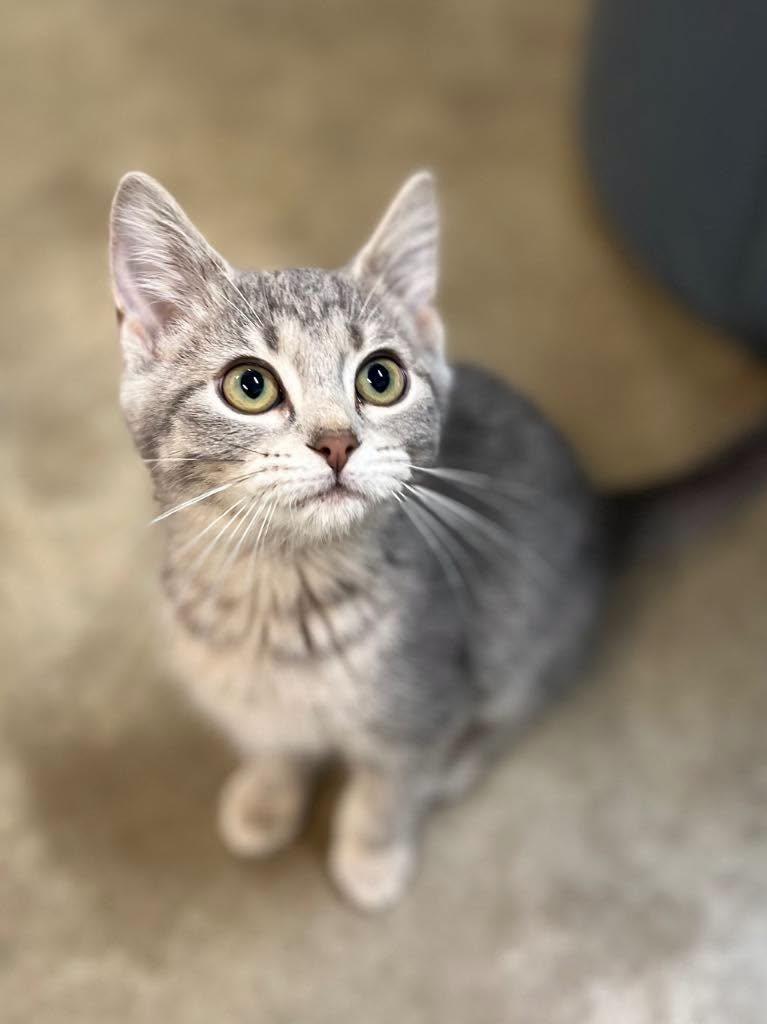 Enlarge Leia, an adopted Domestic Short Hair in Calhoun, KY image 2/4