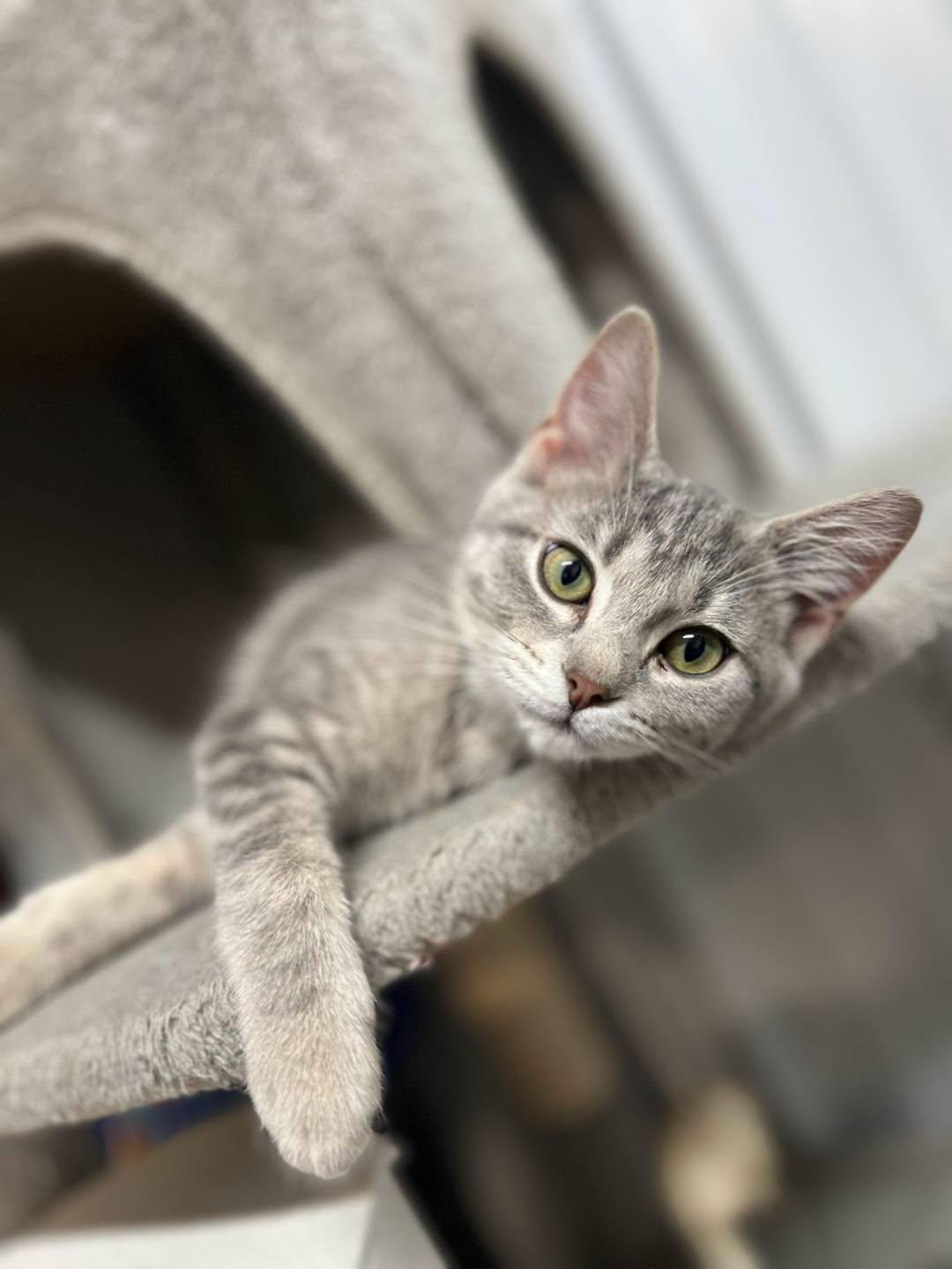 Leia, adopted, Young Female Domestic Short Hair.