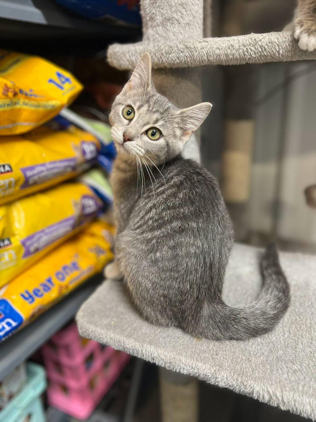 Enlarge Leia, an adopted Domestic Short Hair in Calhoun, KY image 4/4