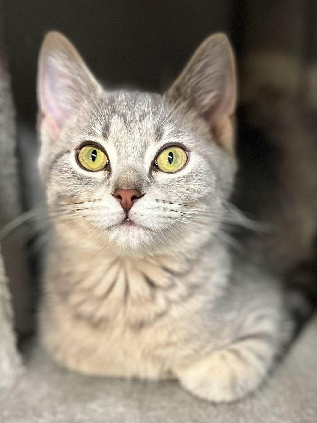 Enlarge Leia, an adopted Domestic Short Hair in Calhoun, KY image 3/4