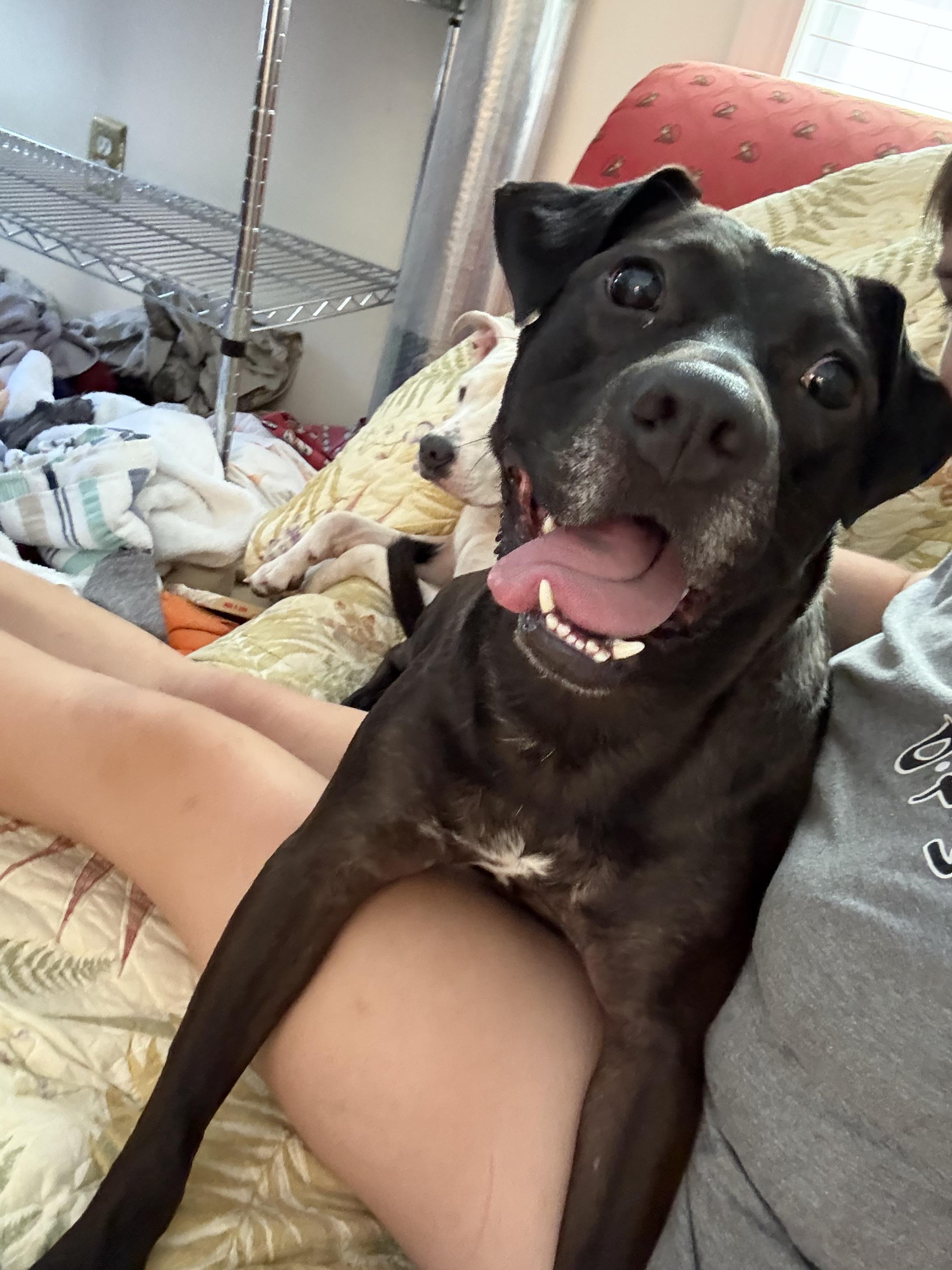 Gusipie, a Adoptable mixed breed in Orangeburg, SC image 1/6