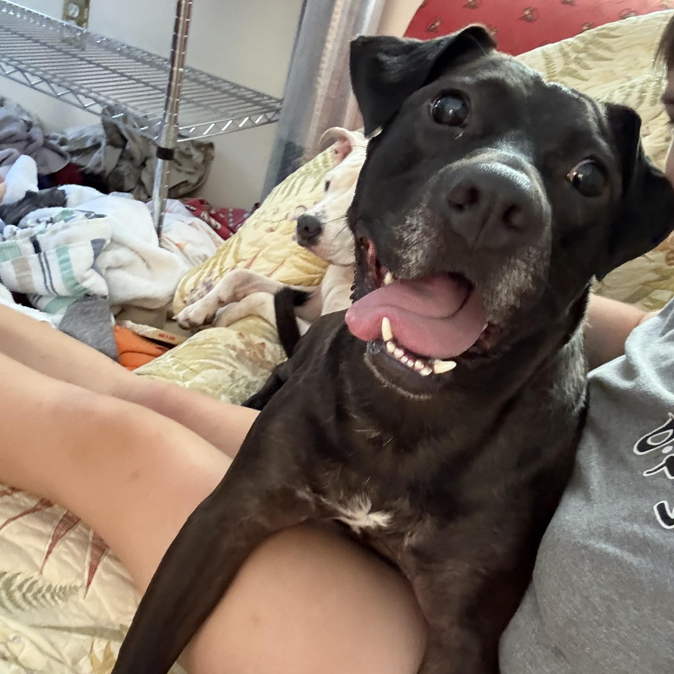 Enlarge Gussipie, a Adoptable mixed breed in Orangeburg, SC image 1/5