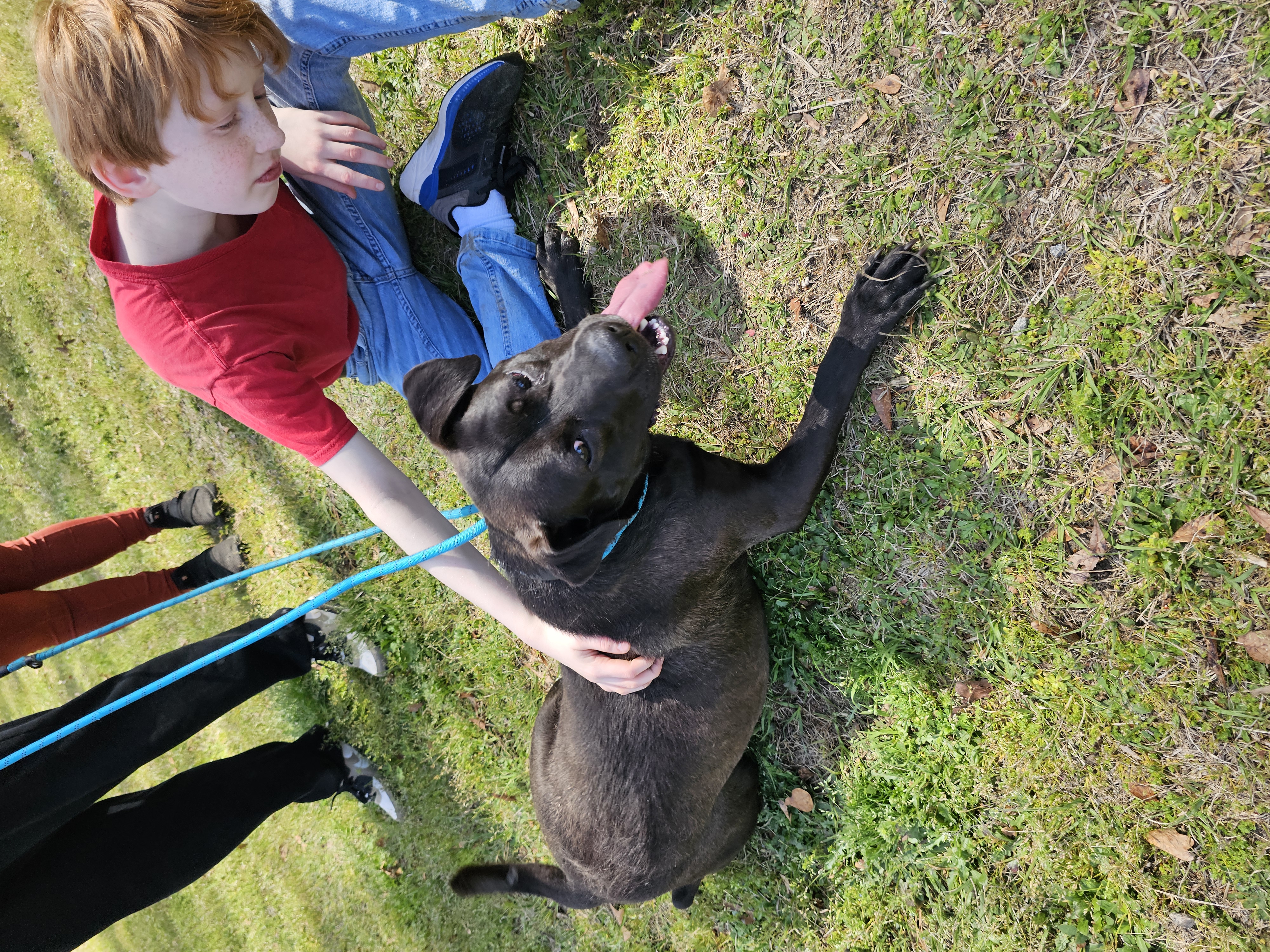 Gusipie, a Adoptable mixed breed in Orangeburg, SC image 3/6