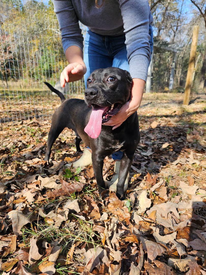 Gusipie, a Adoptable mixed breed in Orangeburg, SC image 4/6