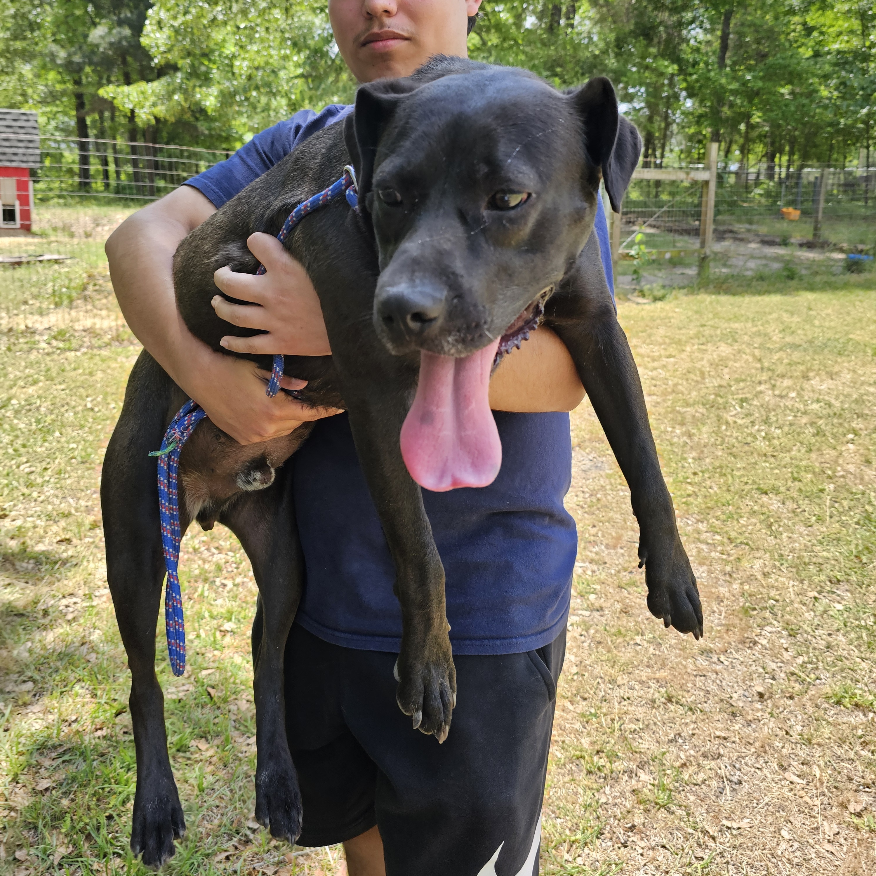 Enlarge Gussipie, a Adoptable mixed breed in Orangeburg, SC image 2/5