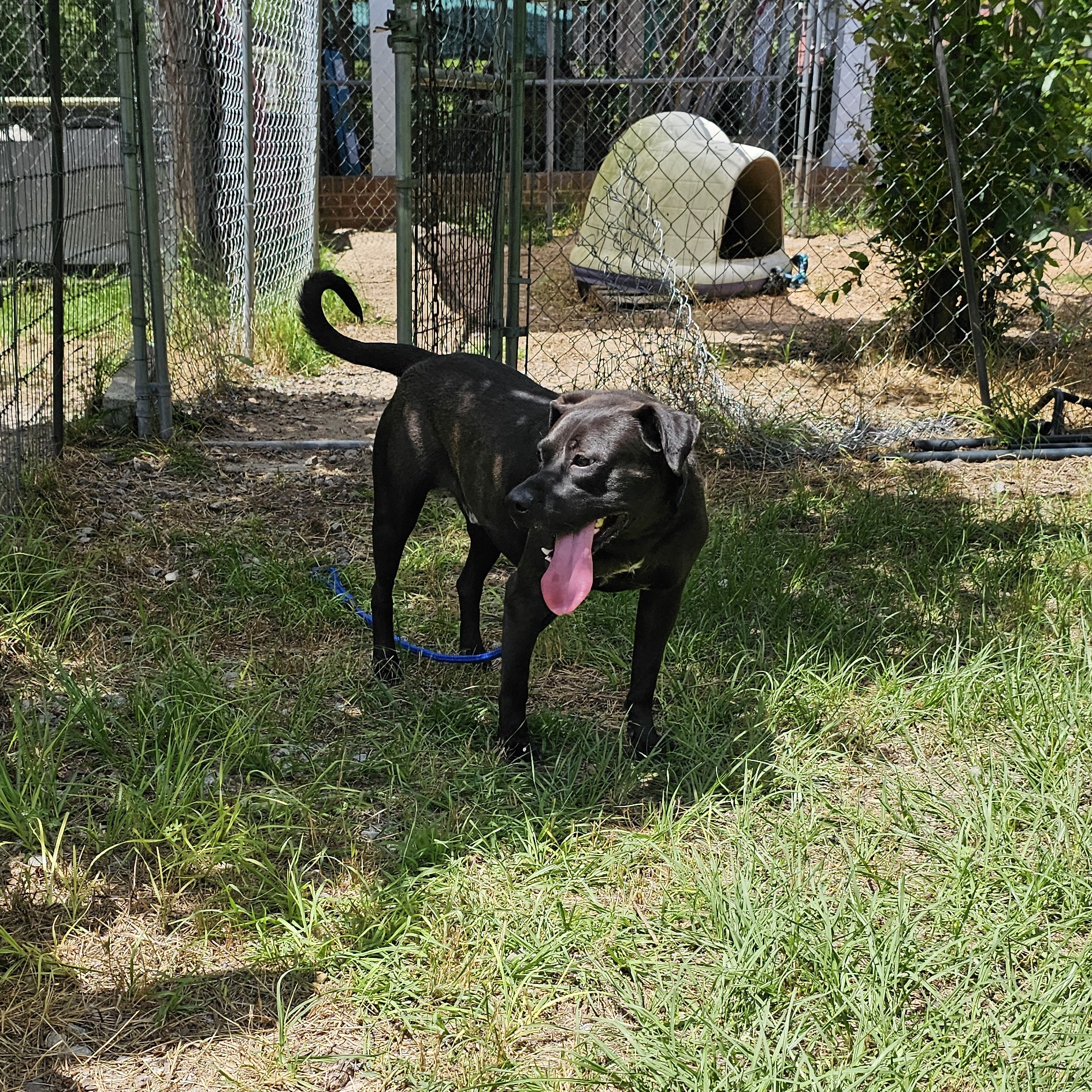 Gusipie, a Adoptable mixed breed in Orangeburg, SC image 6/6