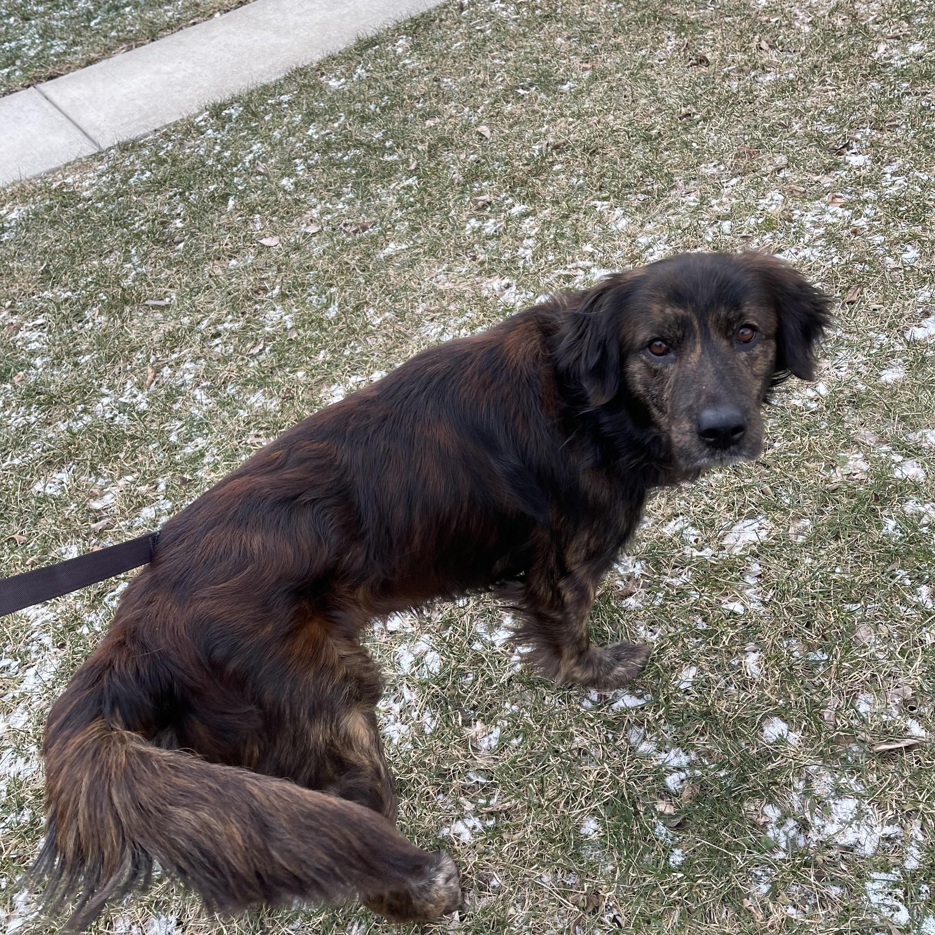 Enlarge Hankins, a Adoptable mixed breed in O Fallon, IL image 1/3