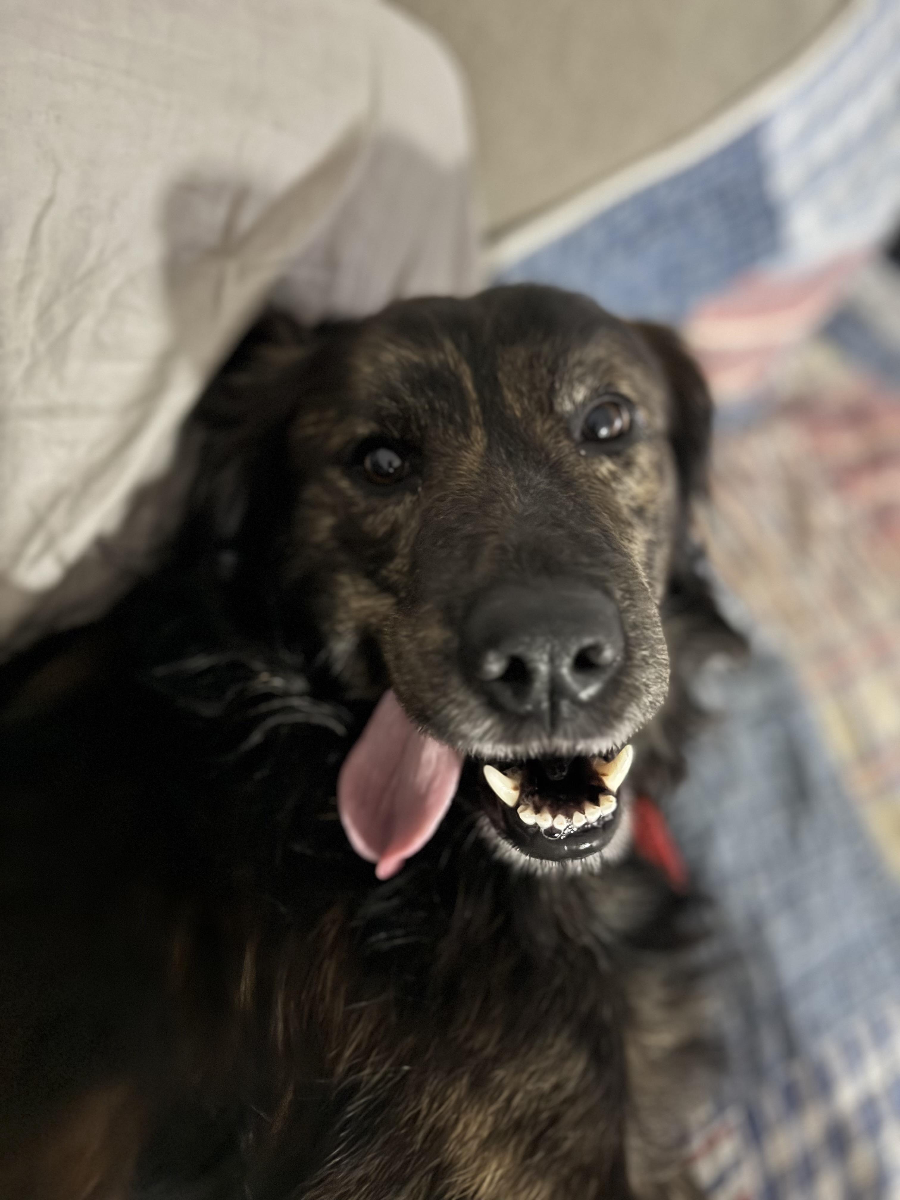 Hankins, ADOPTABLE, Adult Male Setter & Mixed Breed.