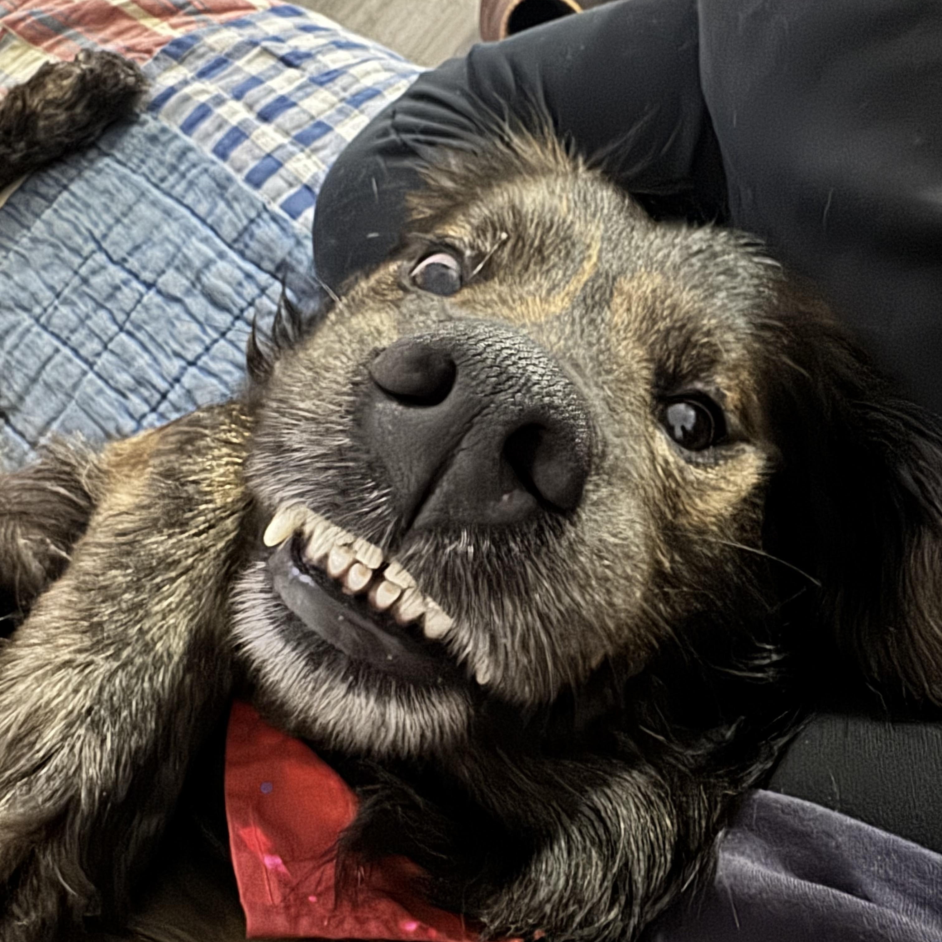 Hankins, a ADOPTABLE mixed breed in O Fallon, IL image 5/5