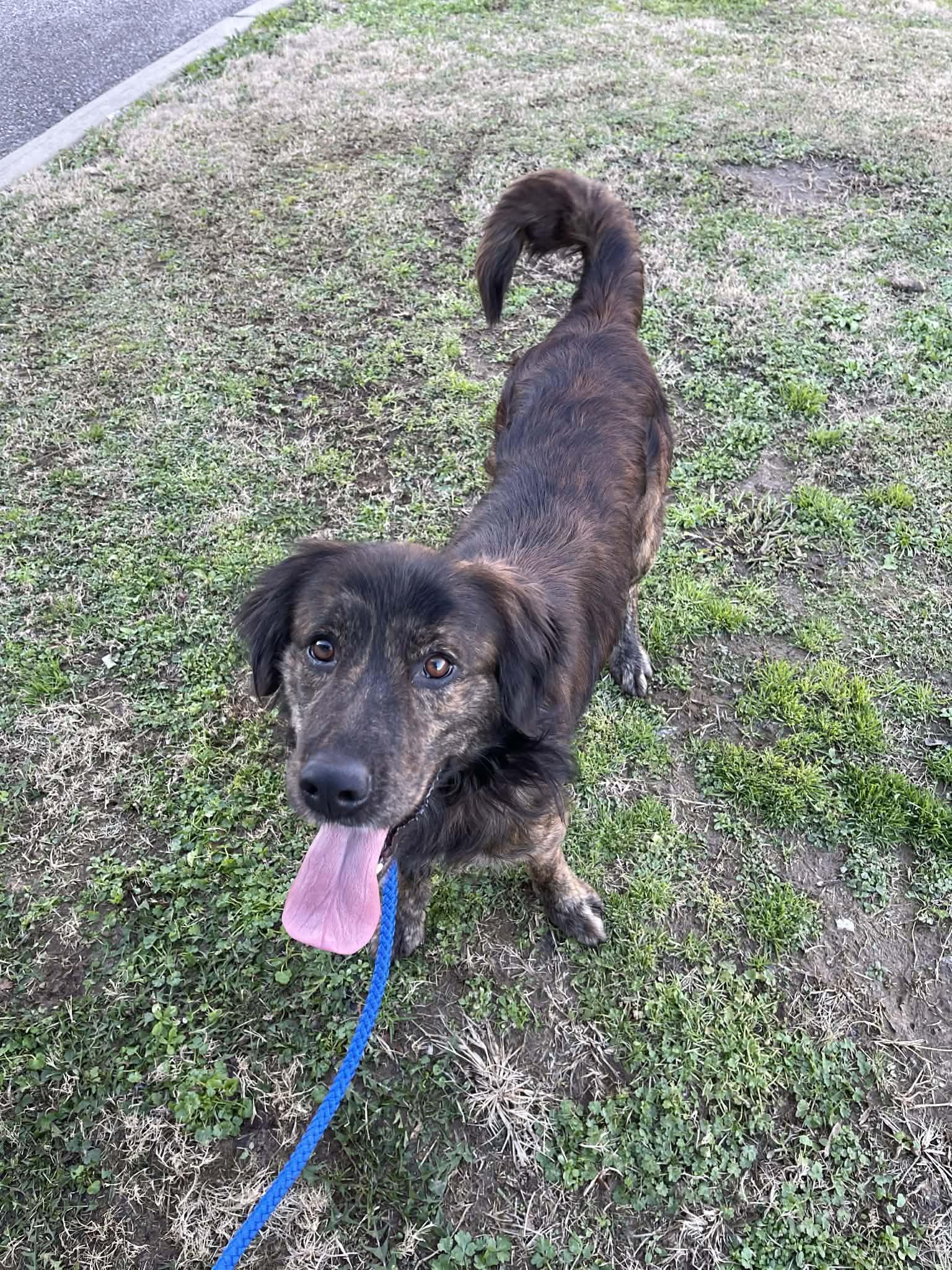 Enlarge Hankins, a Adoptable mixed breed in O Fallon, IL image 2/3
