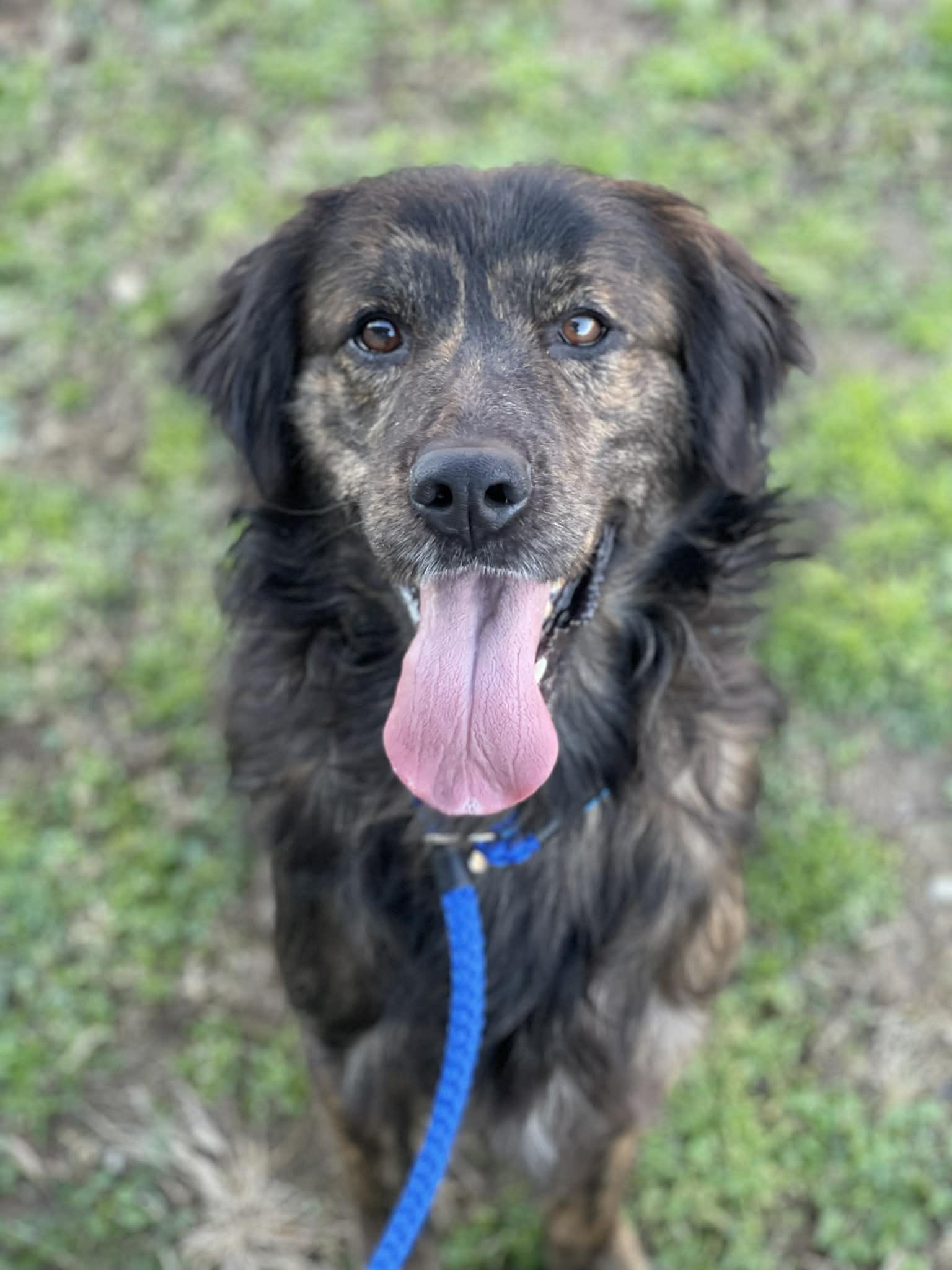 Hankins, ADOPTABLE, Adult Male Setter.