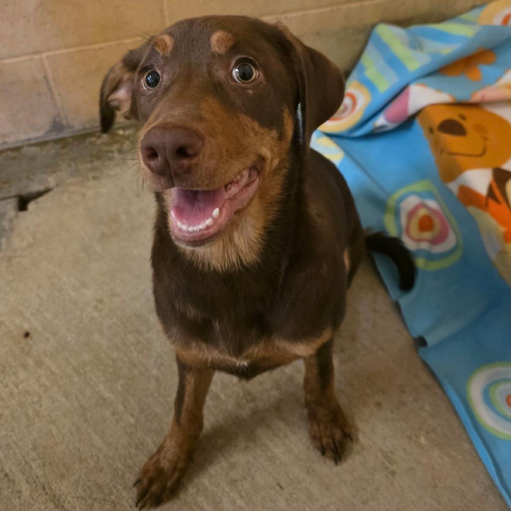 Enlarge Squishy, a Adoptable Mixed Breed in Corinth, MS image 1/1