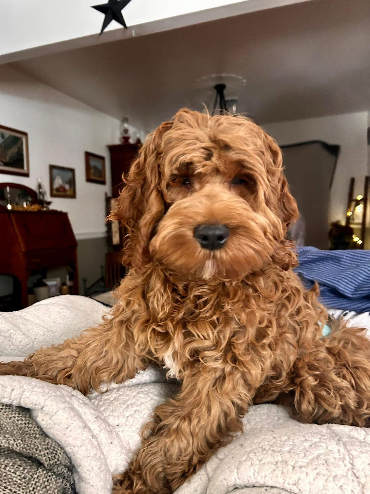Enlarge Marlo, a ADOPTABLE Cockapoo in Manassas, VA image 1/2