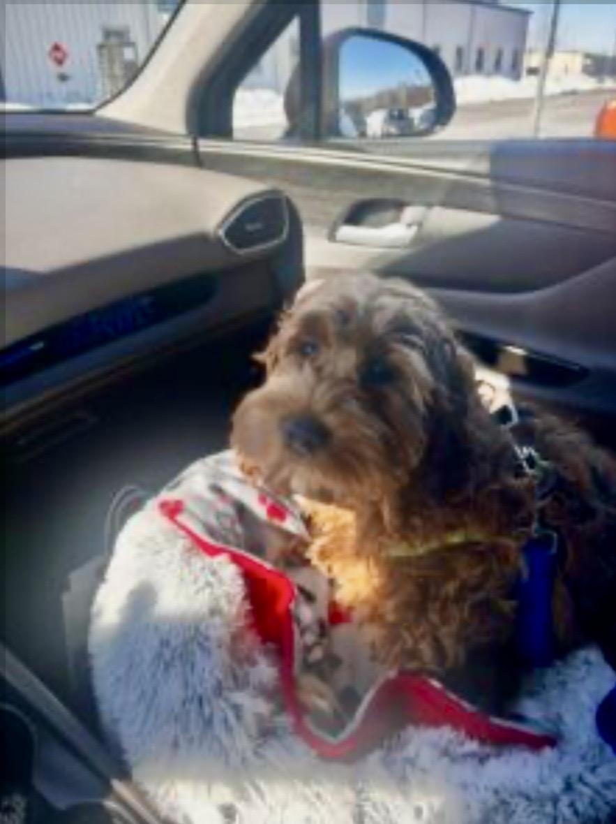 Enlarge Marlo, a ADOPTABLE Cockapoo in Manassas, VA image 2/2