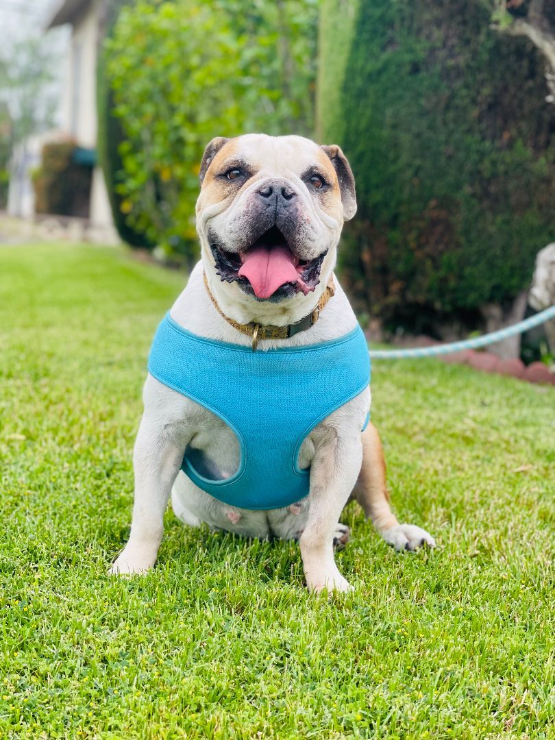 Birdie, Adoptable, Adult Female English Bulldog.