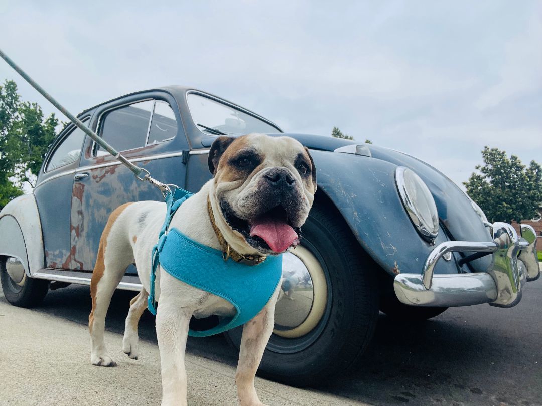 Enlarge Birdie, a Adoptable English Bulldog in Los Angeles, CA image 2/3