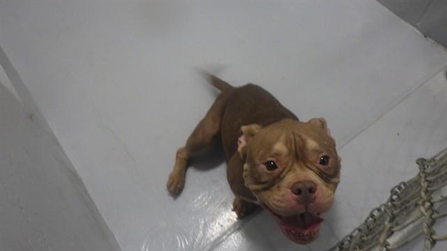 GRETA, Adoptable, Adult Female Pit Bull Terrier & Mixed Breed.