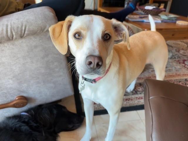 Enlarge Sadie, a Adoptable mixed breed in Woburn, MA image 2/6