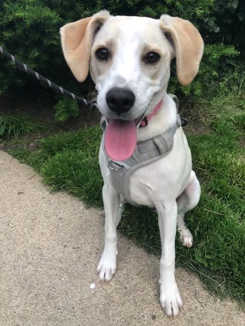 Enlarge Sadie, a Adoptable mixed breed in Woburn, MA image 1/6