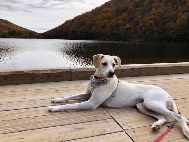 Enlarge Sadie, a Adoptable mixed breed in Woburn, MA image 4/6