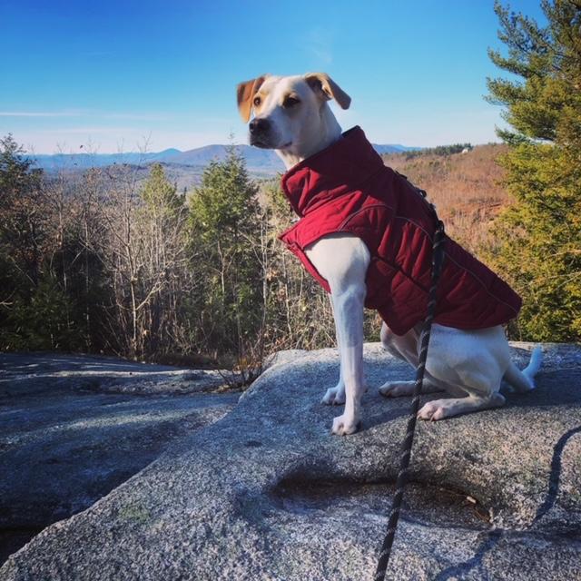 Enlarge Sadie, a Adoptable mixed breed in Woburn, MA image 5/6