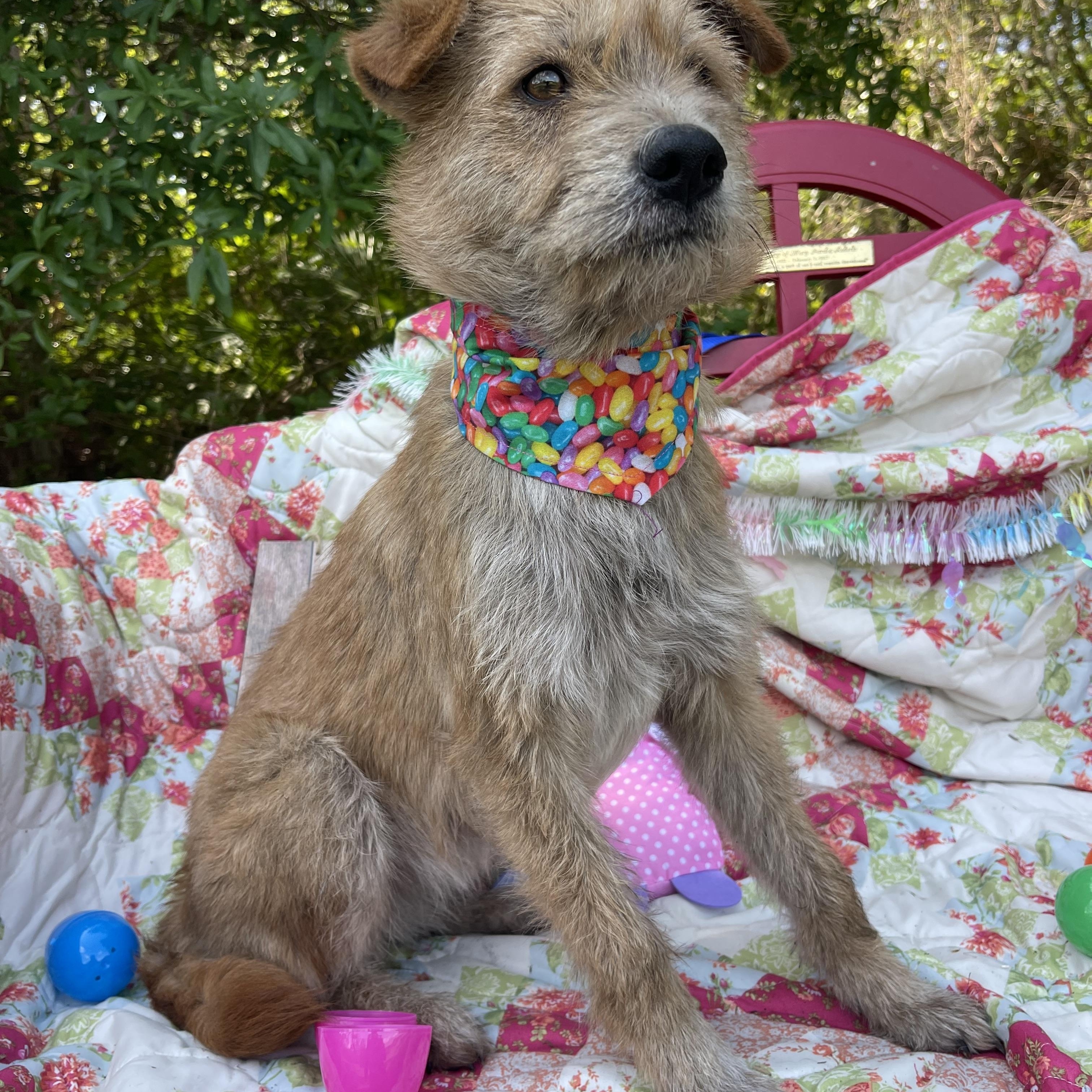 Enlarge Foxy, an adopted mixed breed in Sebring, FL image 3/4