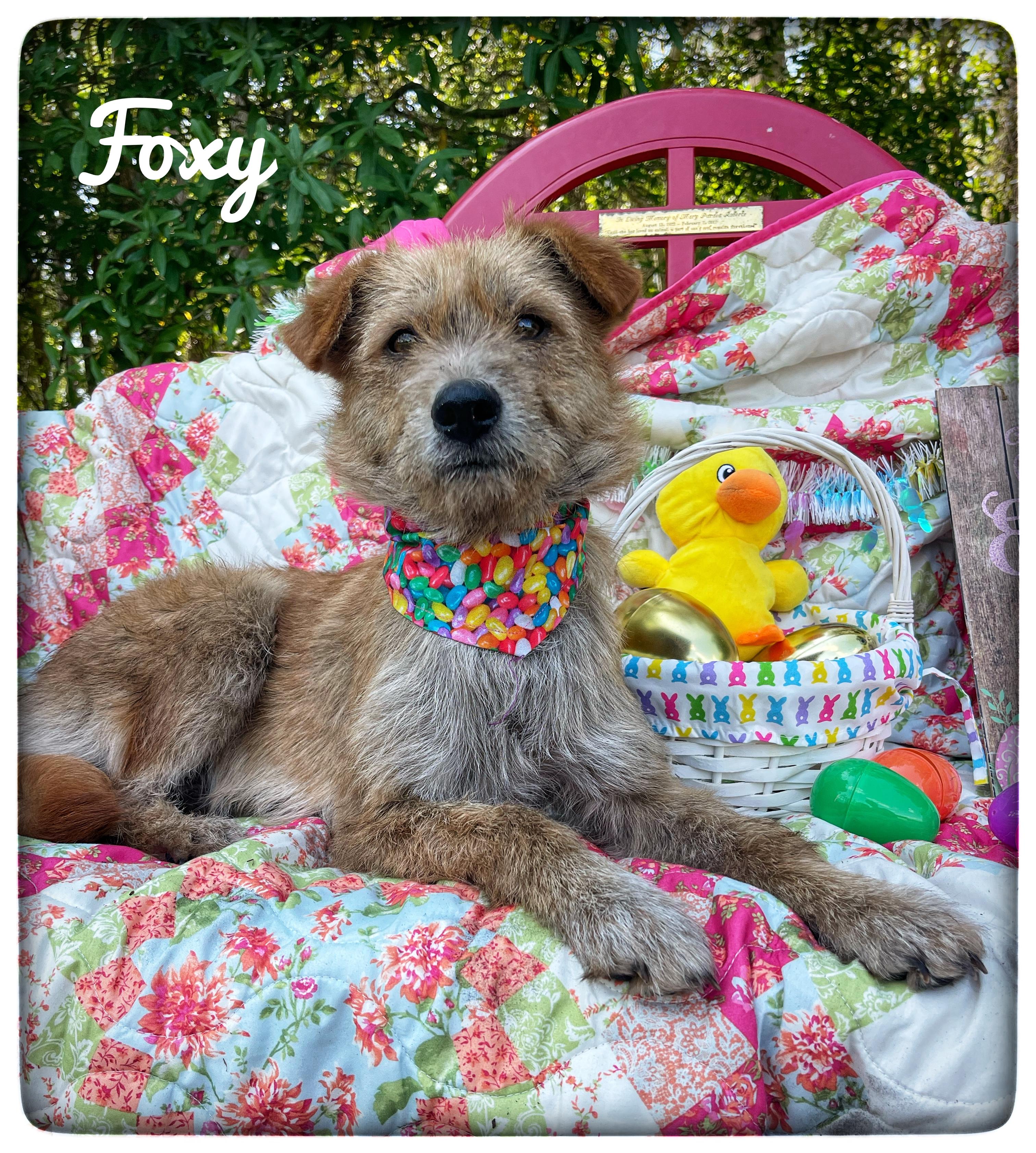 Enlarge Foxy, an adopted mixed breed in Sebring, FL image 1/4