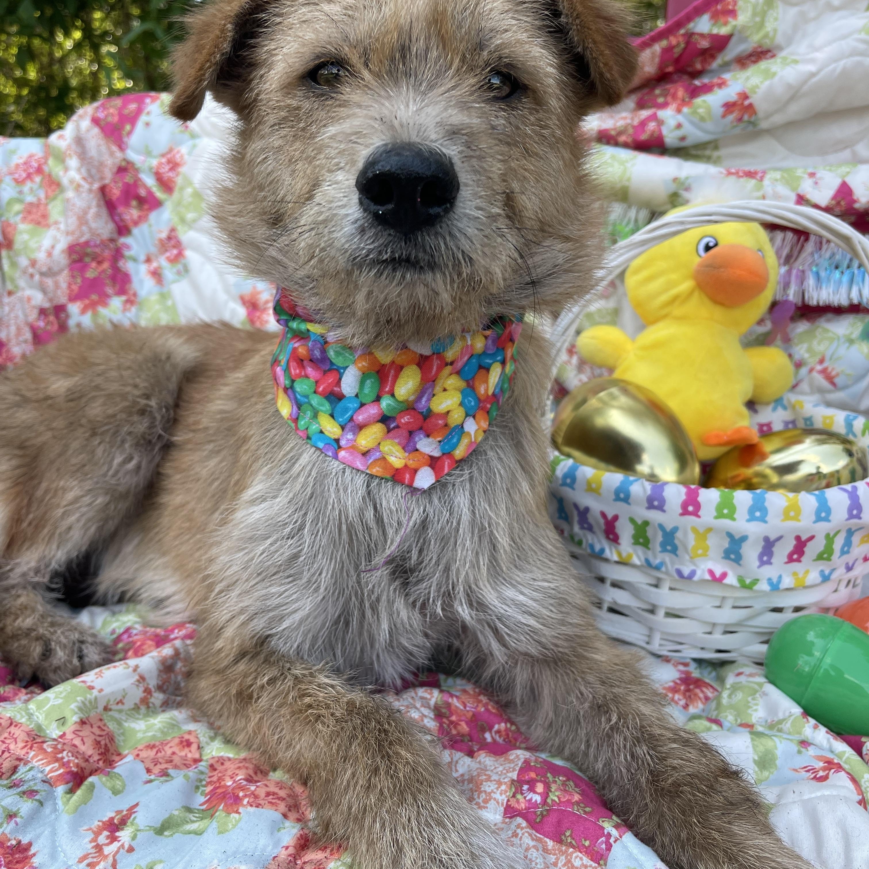 Enlarge Foxy, an adopted mixed breed in Sebring, FL image 2/4