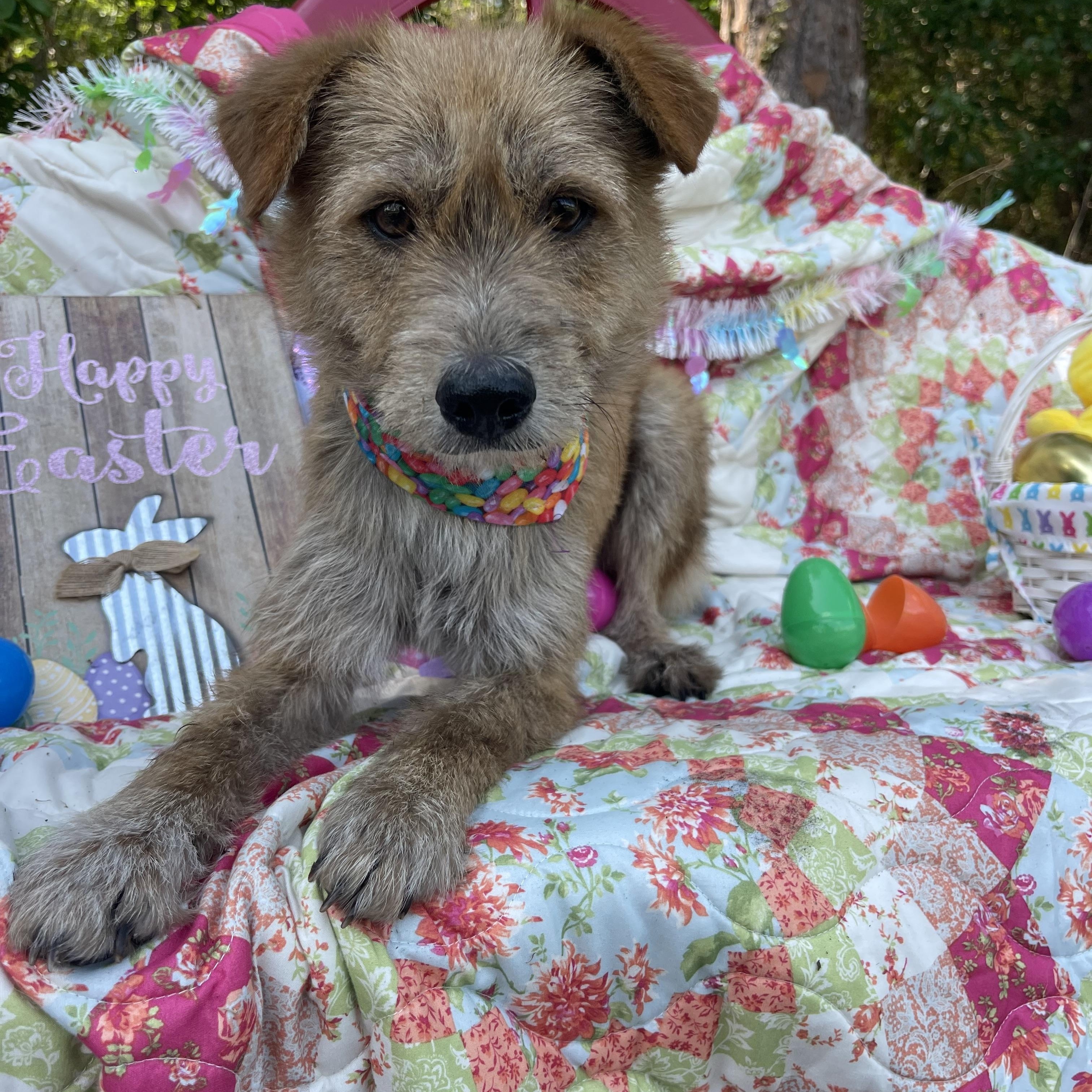 Enlarge Foxy, an adopted mixed breed in Sebring, FL image 4/4