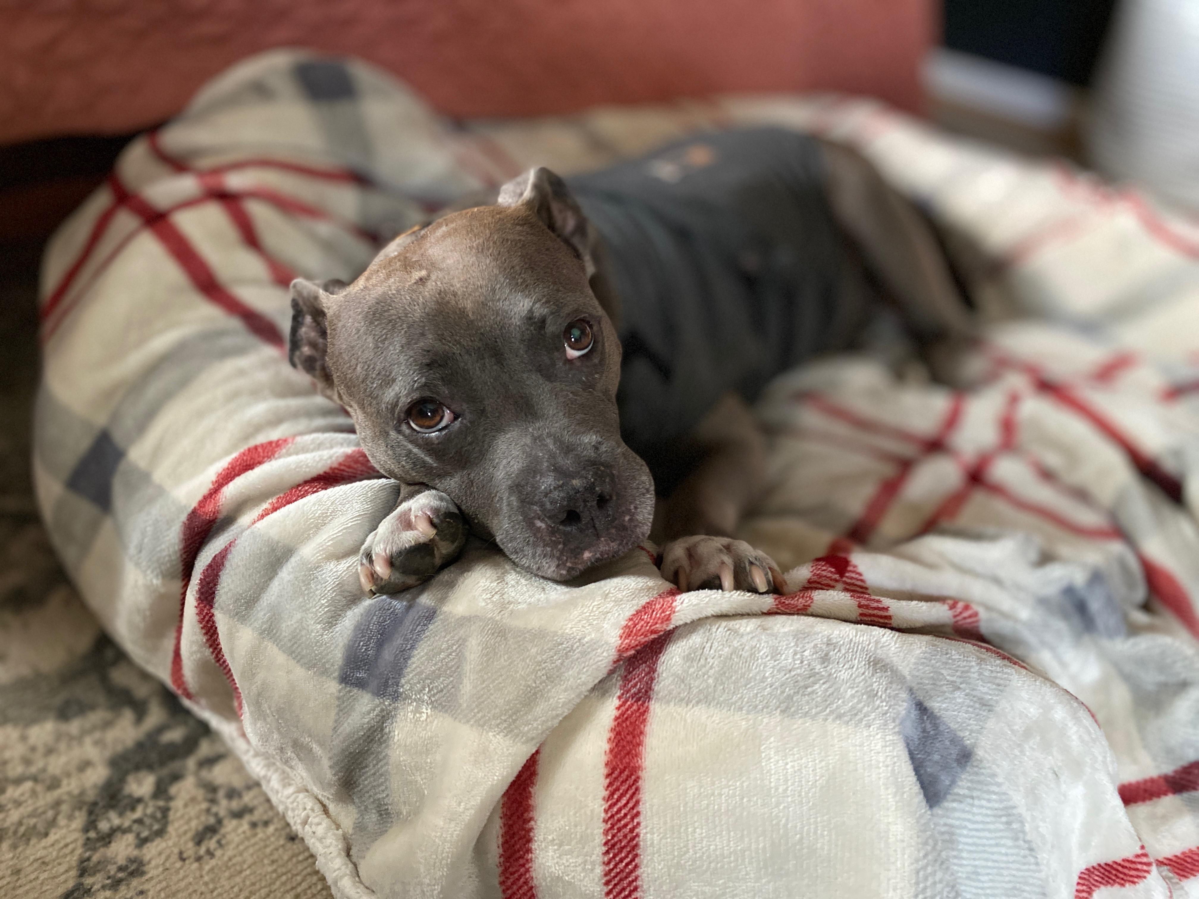 Enlarge HAM, a Adoptable mixed breed in Philadelphia, PA image 1/6