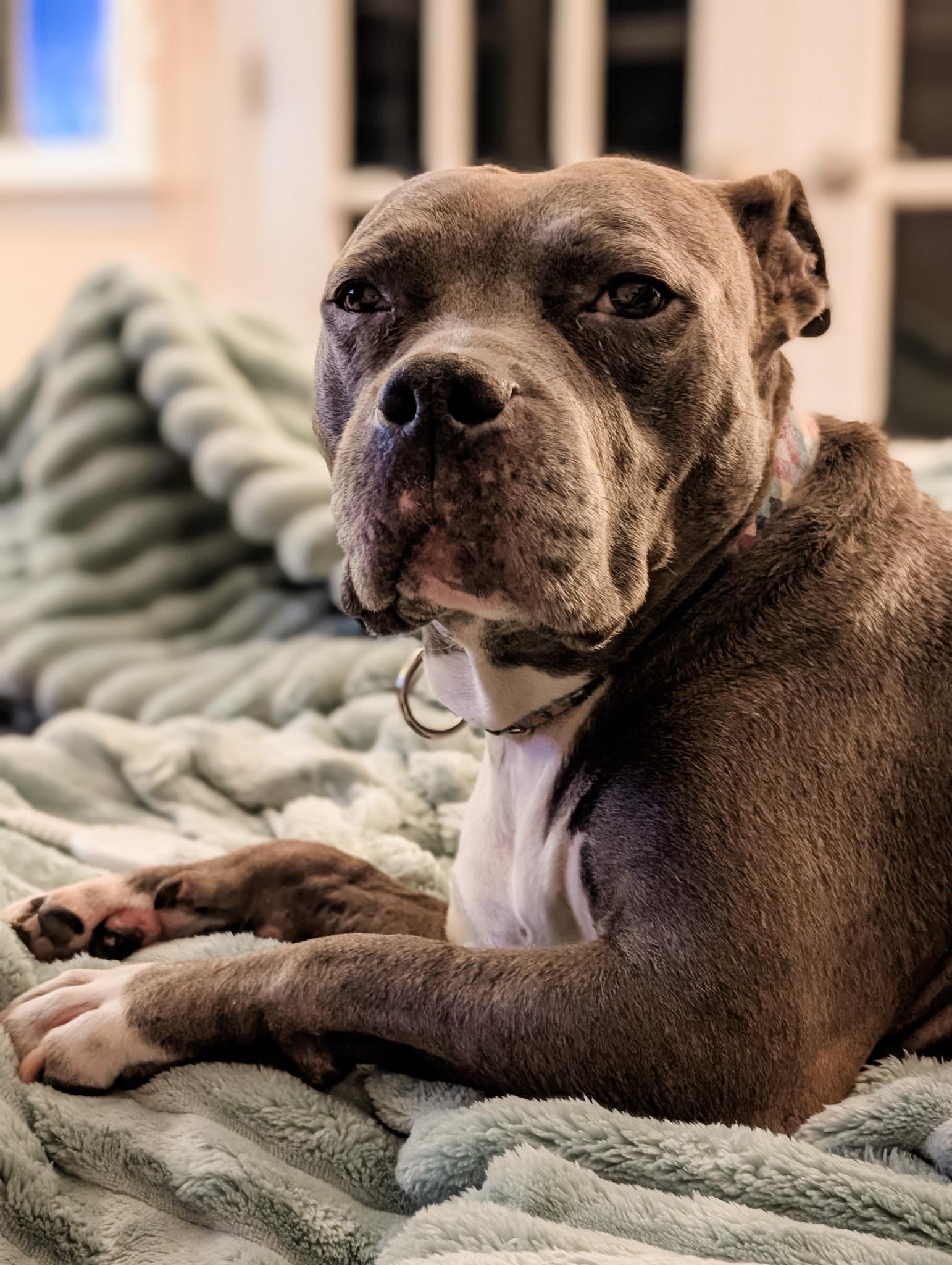 Enlarge HAM, a Adoptable mixed breed in Philadelphia, PA image 4/6