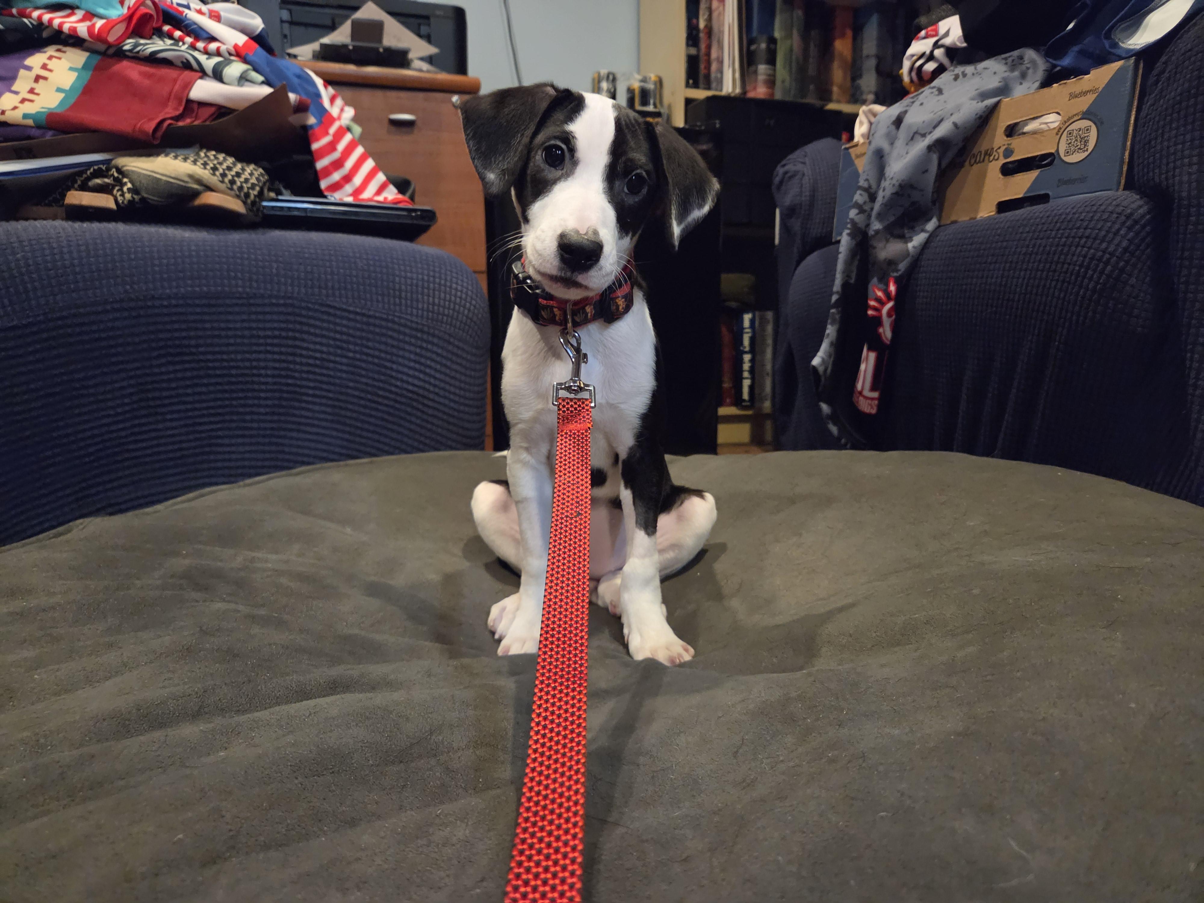 Bernadette, Adoptable, Puppy Female Beagle.