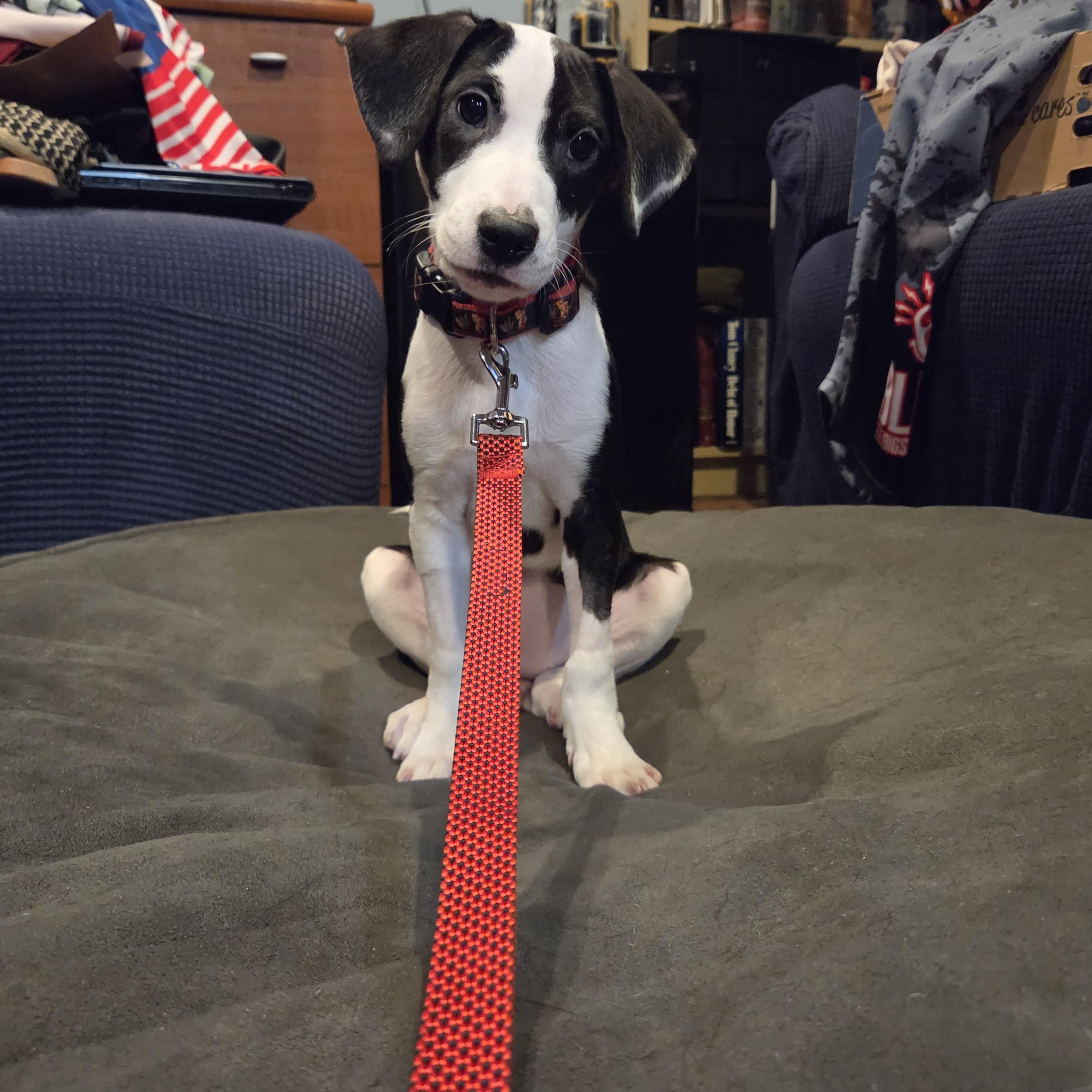 Enlarge Bernadette, a Adopted mixed breed in Crystal Lake, IL image 1/6
