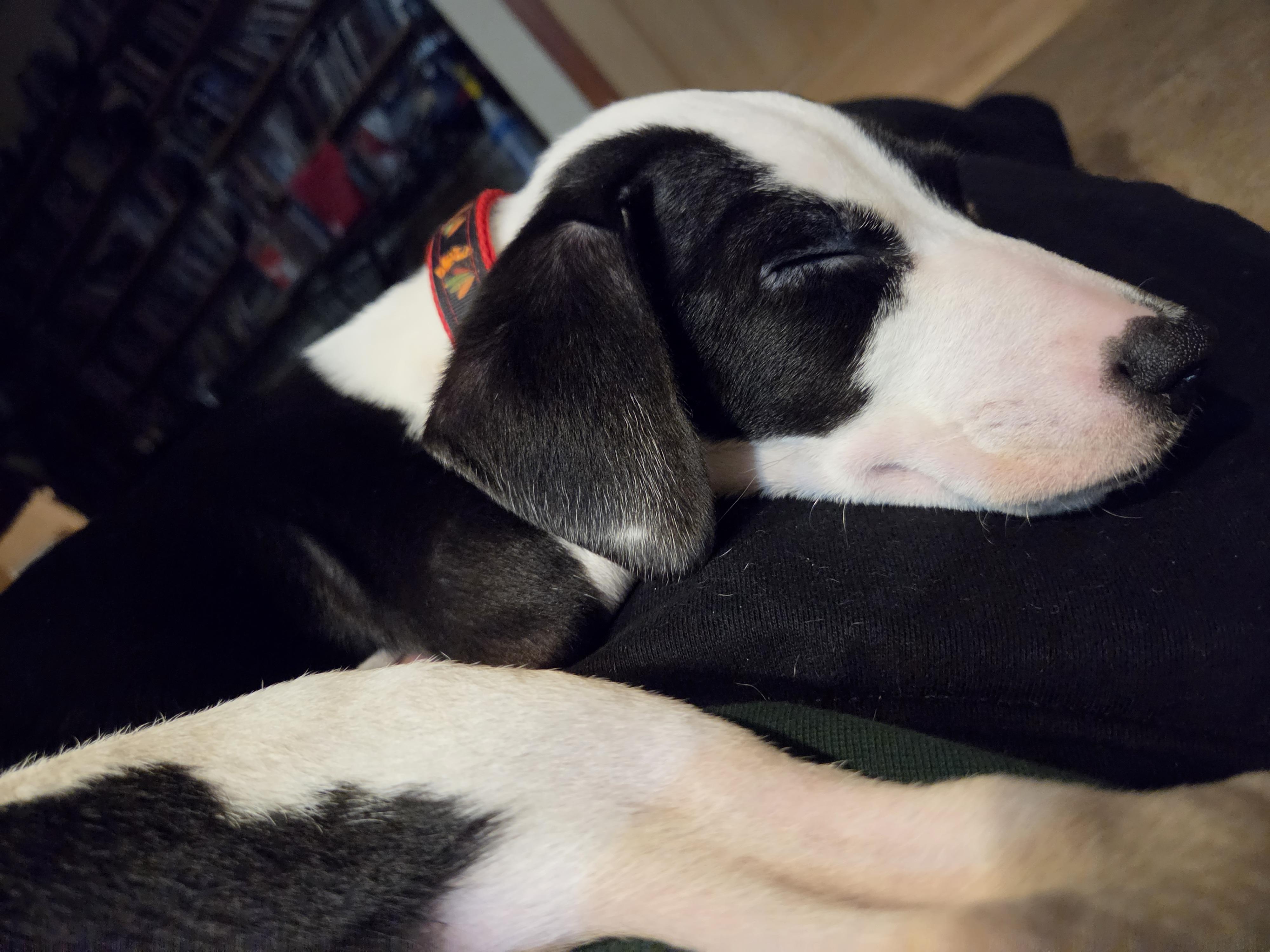 Enlarge Bernadette, a Adoptable mixed breed in Crystal Lake, IL image 3/6