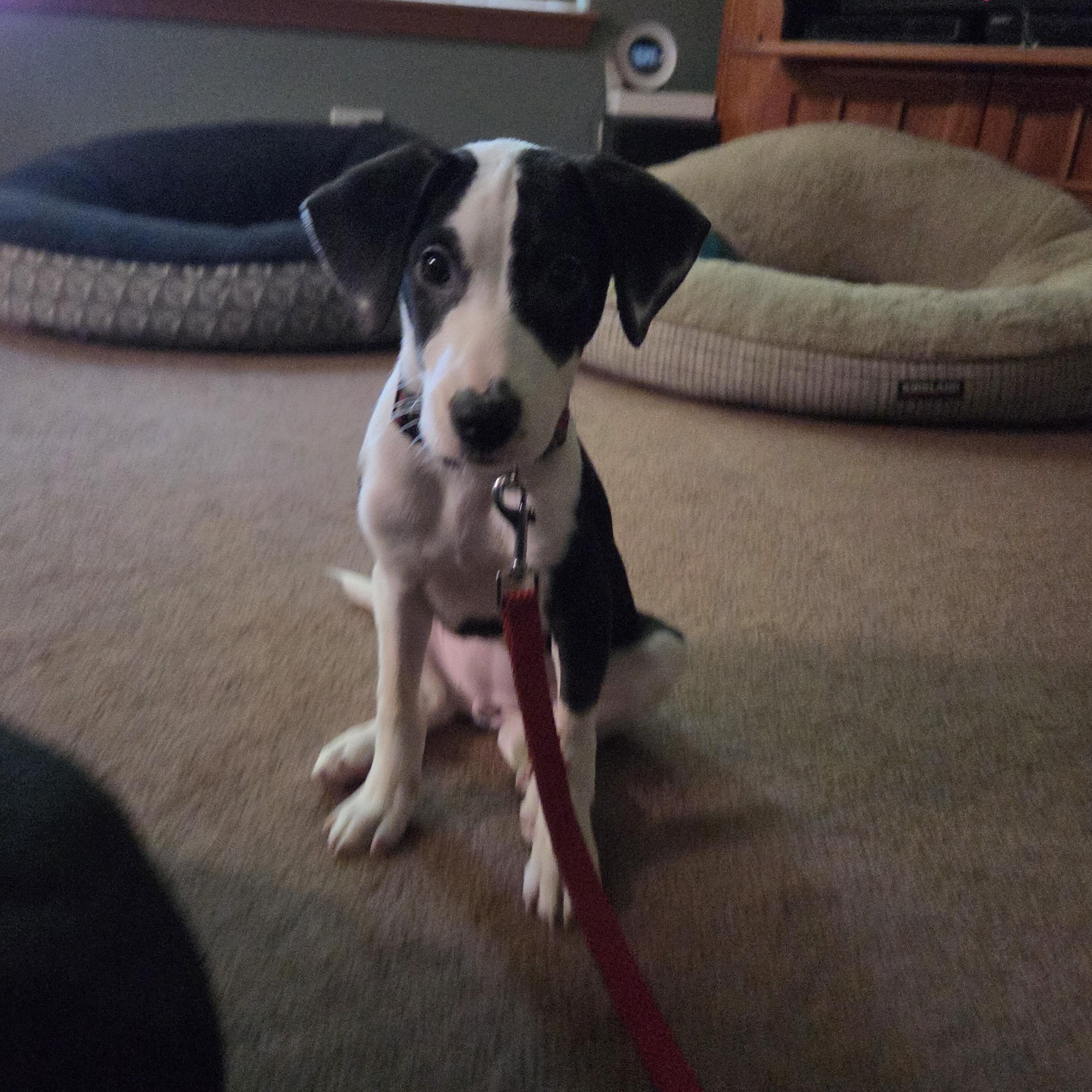 Enlarge Bernadette, a Adoptable mixed breed in Crystal Lake, IL image 5/6