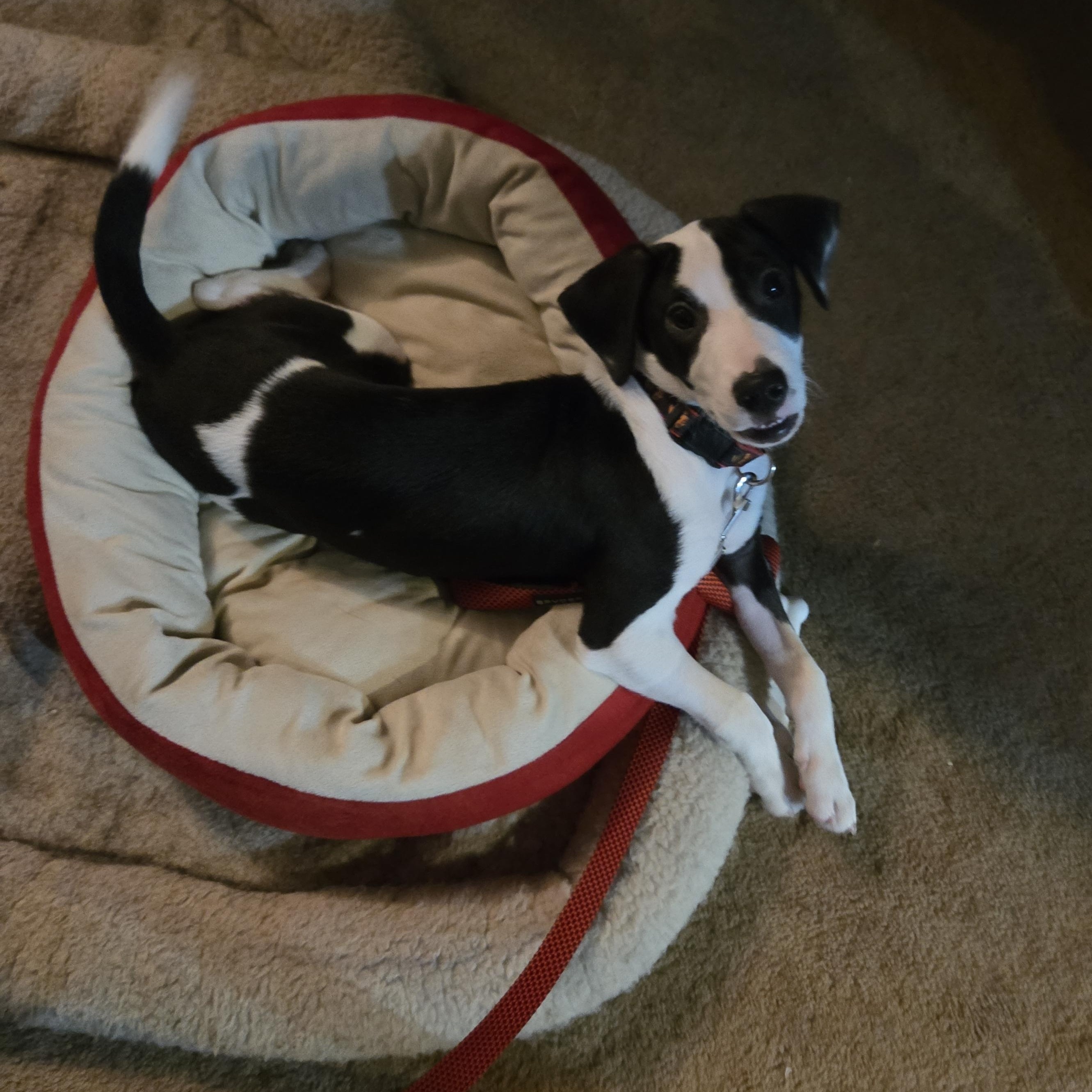 Enlarge Bernadette, a Adoptable mixed breed in Crystal Lake, IL image 6/6